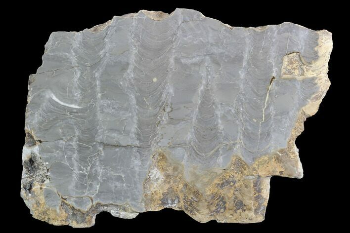 Polished Stromatolite (Kussiella) Slab - Russia #91815